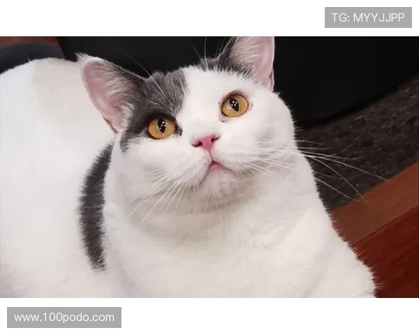 涓栦勘鏉垎鍐凤紒娆ф床鍙岄泟鍑哄眬锛屽垏灏旇タ鎴愪笂鍗婂尯鍞竴鐏